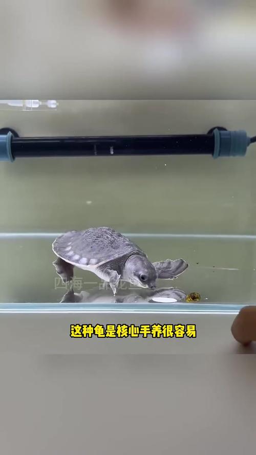 猪鼻龟幼苗怎么养(养猪鼻龟护理要点耐心科学控温喂养单养) 猪鼻龟幼苗怎么养(养猪鼻龟护理要点耐心科学控温喂养单养)