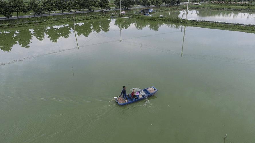 鱼塘养鱼还可以做什么(把鱼塘打造成综合经营体实现混养鱼菜共生等多渠道增收)