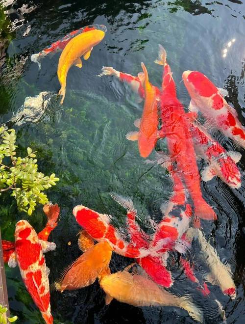 露天锦鲤鱼池下雨天能喂鱼吗(雨天锦鲤池喂养要点控温增氧分次投喂)