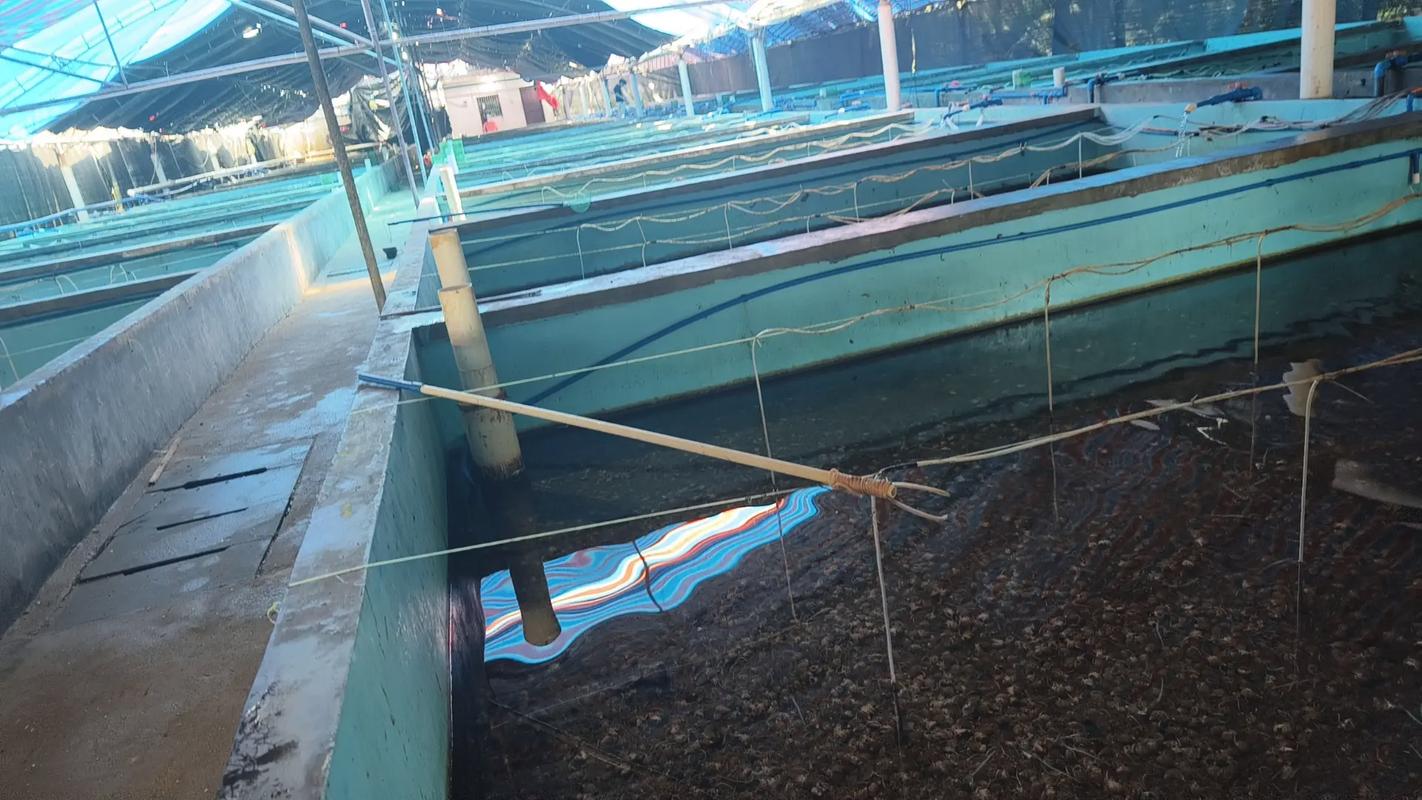 水泥鱼池多久才能养鱼（去碱消毒培菌，28天稳妥）