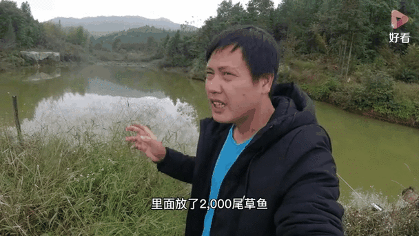 草鱼光喂草一年长几斤（草鱼以草喂为本的养殖要点与增重曲线）