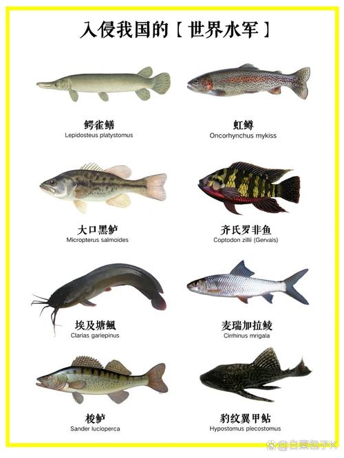 这种鱼为什么不能随便捕捞（守法钓鱼，保护水域生物多样性与禁渔须知）