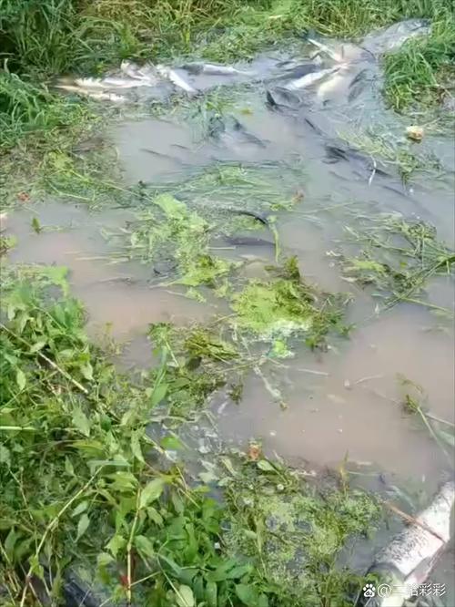 鱼塘不喂养一年能长多大(不投喂一年也能长鱼?靠水温氧气日照等条件评估塘口潜力) 鱼塘不喂养一年能长多大(不投喂一年也能长鱼?靠水温氧气日照等条件评估塘口潜力)