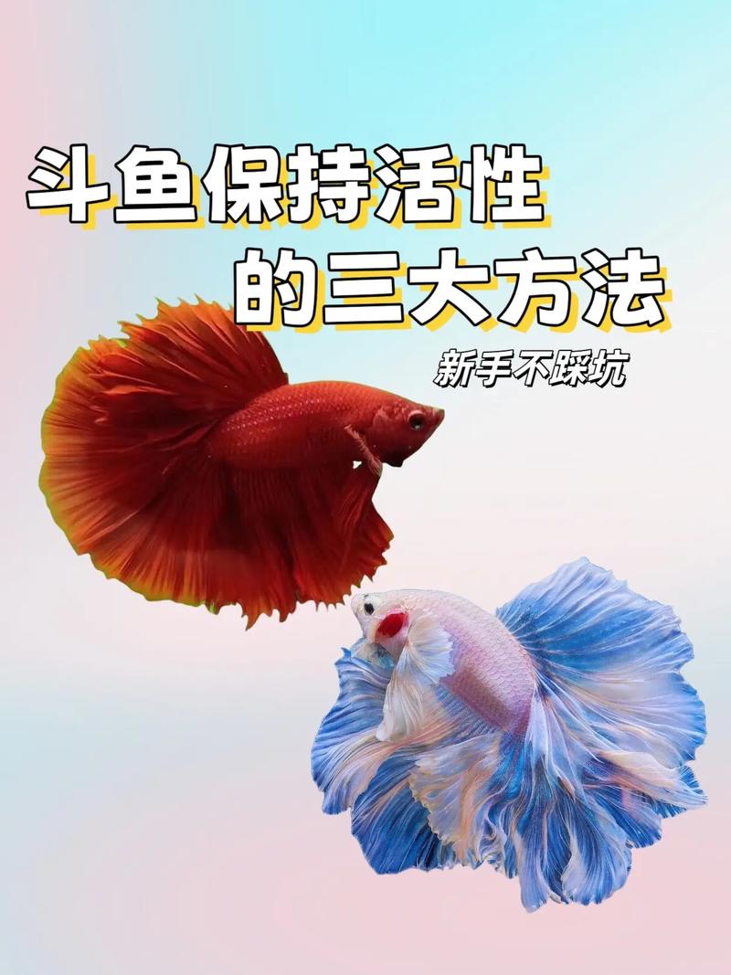 斗鱼可以水深40厘米吗(水深控氧控温,定期换水喂养)