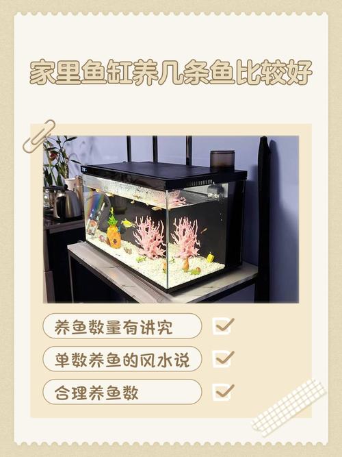 60x30x35鱼缸能养几条鱼（控鱼密度与定期换水）