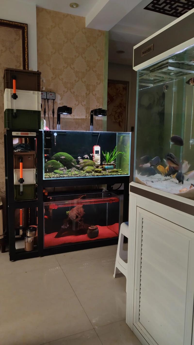 鳑鲏鱼多大鱼缸(定缸量控水质温度与繁殖) 鳑鲏鱼多大鱼缸(定缸量控水质温度与繁殖)