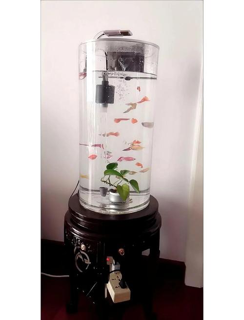 养鱼不能用圆缸吗(圆缸有害健康?换成30升以上长方形鱼缸并装过滤增氧)