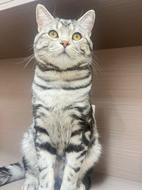 虎斑猫千万不能养图片（虎斑猫遗传风险高，护理难度大，需长期陪伴与健康监护）