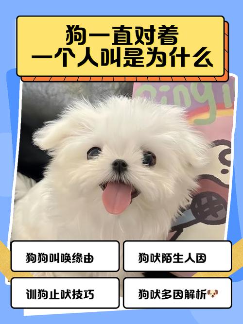 狗莫名其妙对着一个人叫（安静训练渐进脱敏信任建立）