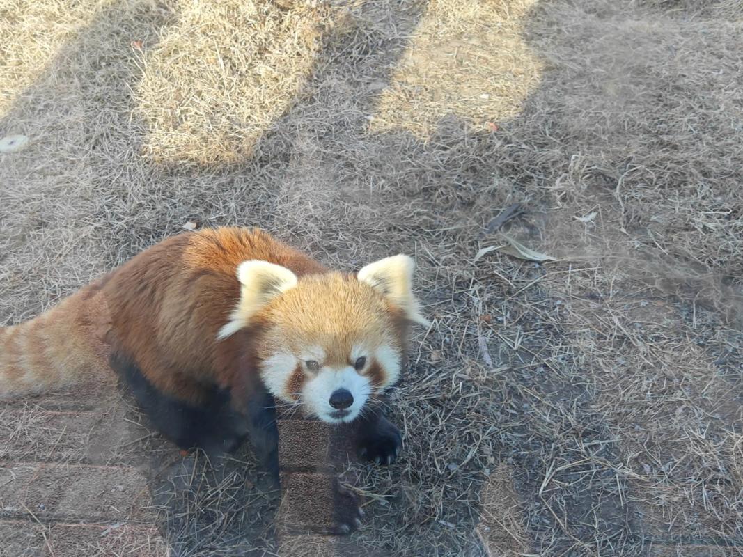小熊猫能养吗(依法保护,参观志愿更合规) 小熊猫能养吗(依法保护,参观志愿更合规)