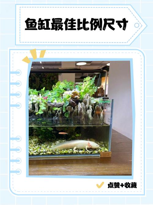 鱼缸最佳水位图（兼顾不同鱼类偏好与缸型区间）