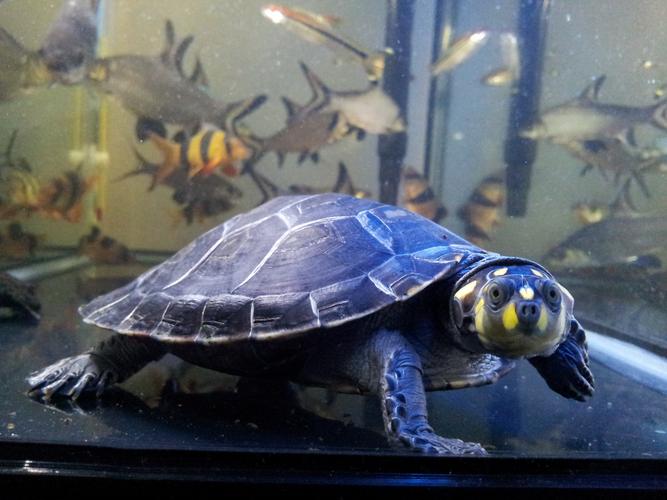 黄头侧颈龟为什么那么贵（成本证书繁育与风险）