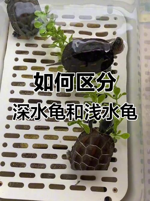 深水龟跟水陆龟的区别（深水龟半水龟陆龟护理要点及龟舍设计）