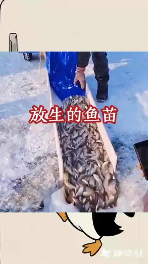 鱼池里有大鱼可以放小鱼苗吗（选小型温和鱼控温控流留藏身处遇大鱼即分离）