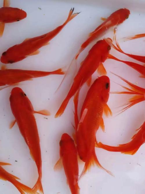 红色熊猫鱼好养吗(红色熊猫鱼养护要点控水控温少喂多餐繁育分区)