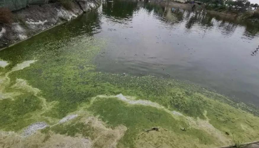 鲈鱼鱼塘冬季急性倒藻怎么处理（冬季倒藻应急与养殖水质管理要点）