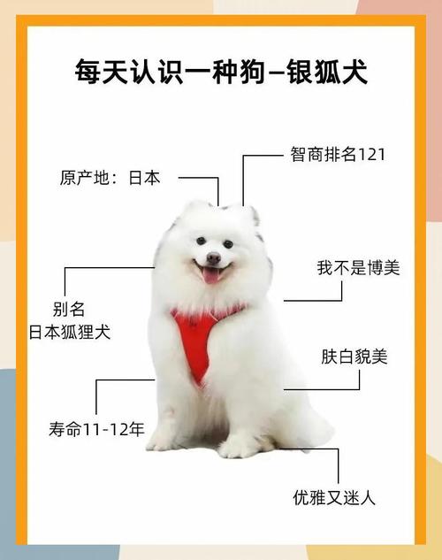 为什么禁养银狐犬(噪音梳毛空间与情感投入)