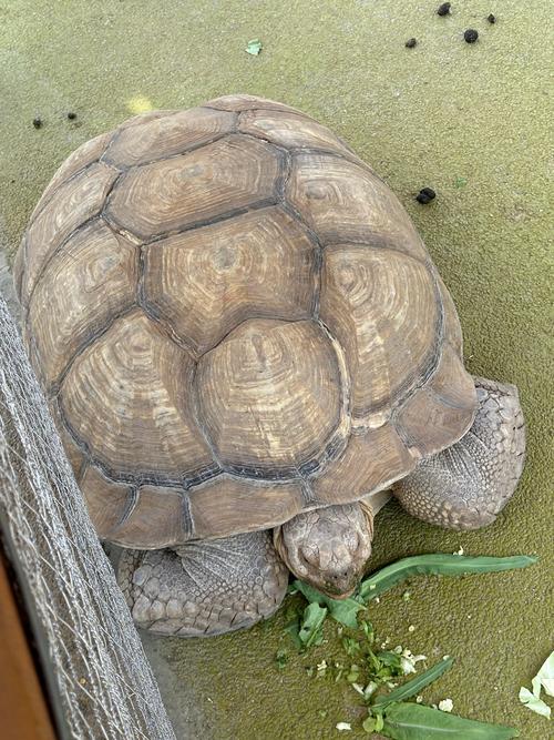 十大寿命最长的乌龟（十大长寿乌龟传奇与现实寿命及保护繁育与家庭养护要点）