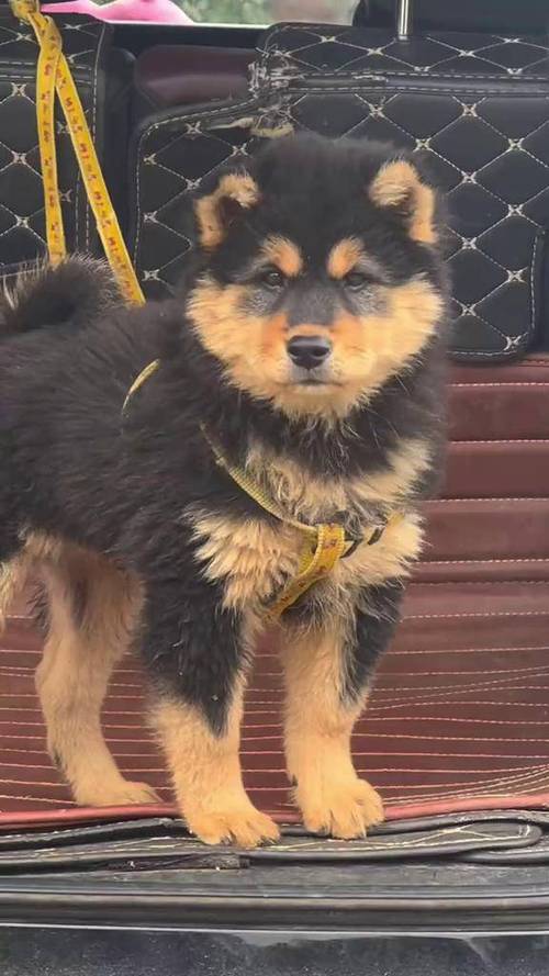 四眼铁包金土狗智商怎么样（四眼铁包金中华田园看门犬智慧温柔需训练与社交）