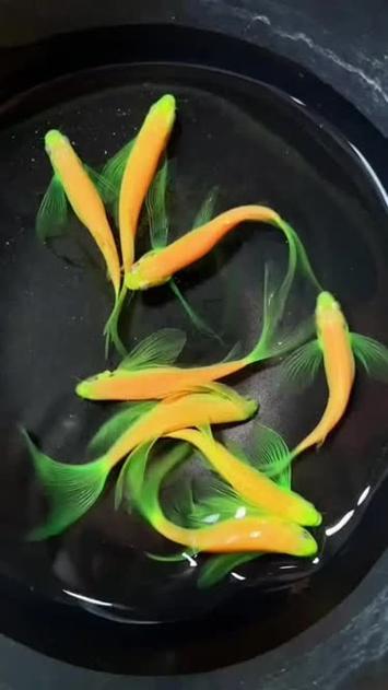 斑马鱼水温10度会死吗（斑马鱼遇冷休眠与冬季养护要点）