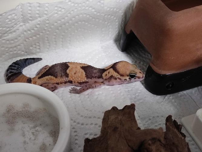 宠物守宫吃什么（主食选对辅食跟上禁忌要知）