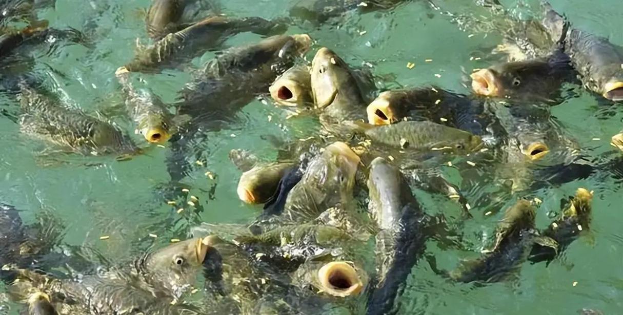 鱼塘的鱼冬天要喂食吗（越冬投喂要点水温10℃以上肥水低温减喂强化体质增免疫）