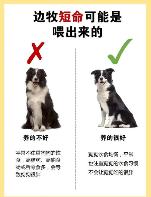边牧不建议养的原因(边境牧羊犬智商高,需大量运动与训练,易焦躁,需长期陪伴与护理)