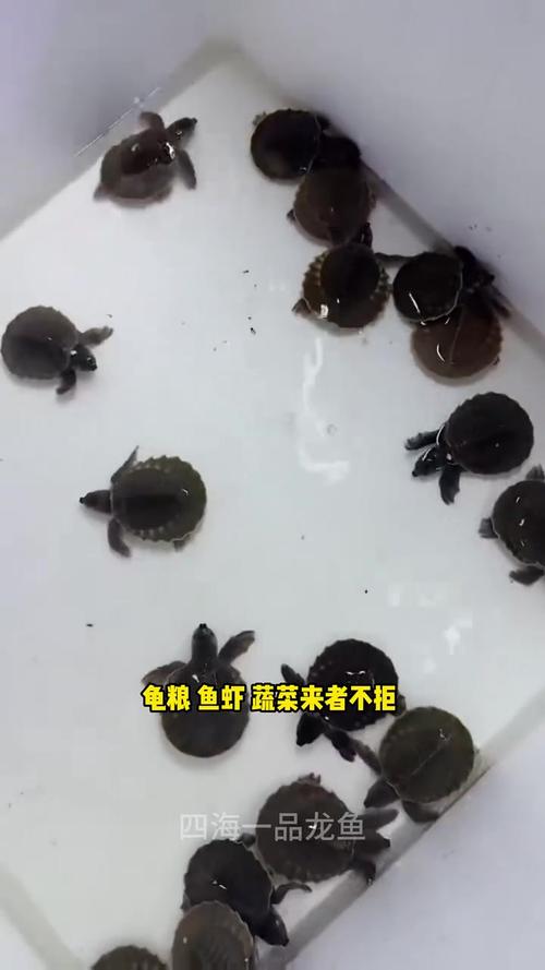 猪鼻龟吃鱼的粪便吗（日粮鱼粪风险与水质）