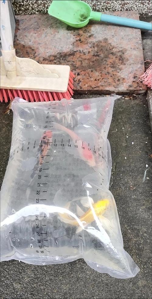 观赏鱼邮寄能存活几天(缓冲2–3天充分充氧避高温直晒)