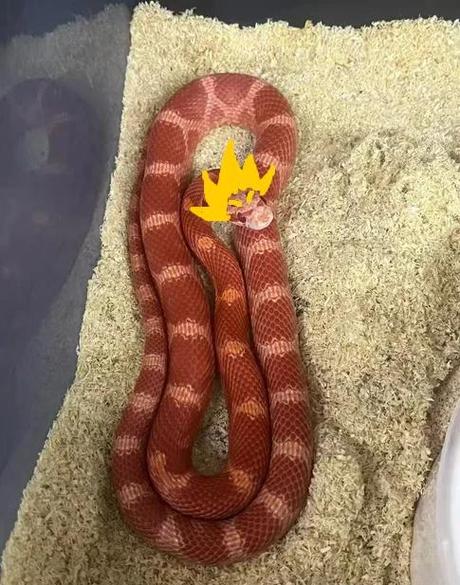 猪鼻蛇不吃东西怎么办（养猪鼻蛇养护要点环境与喂养节奏）