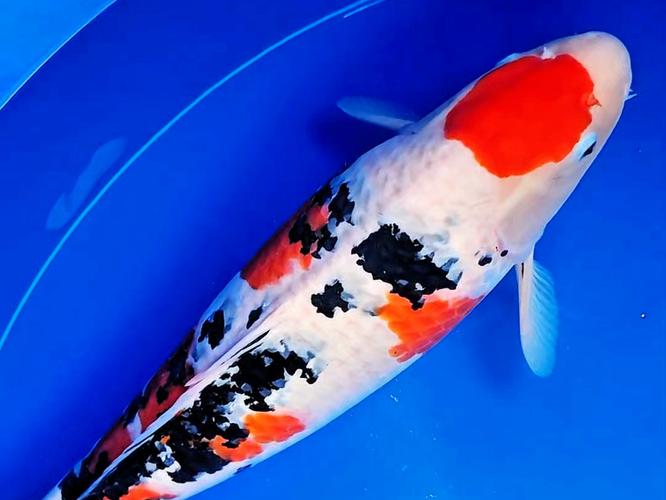 水深70厘米养什么鱼（温氧深度混养分区与保温）