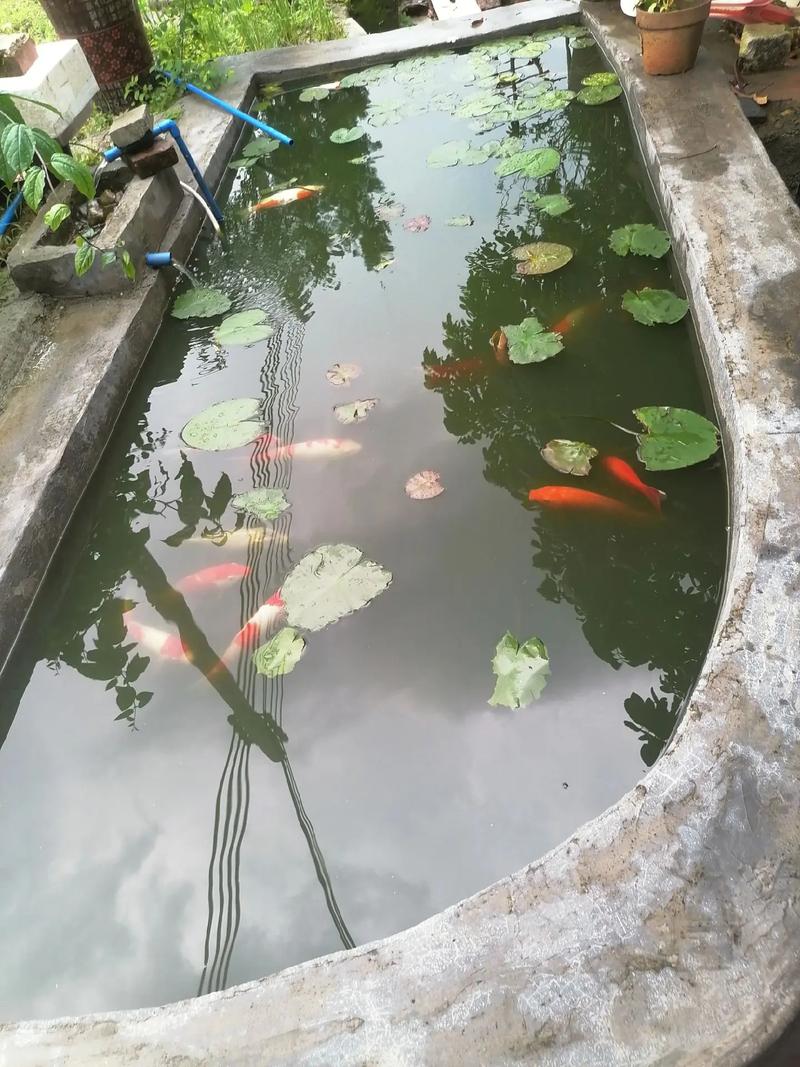 露天鱼池喂什么鱼不容易死(耐寒品种与日常管理要点) 露天鱼池喂什么鱼不容易死(耐寒品种与日常管理要点)