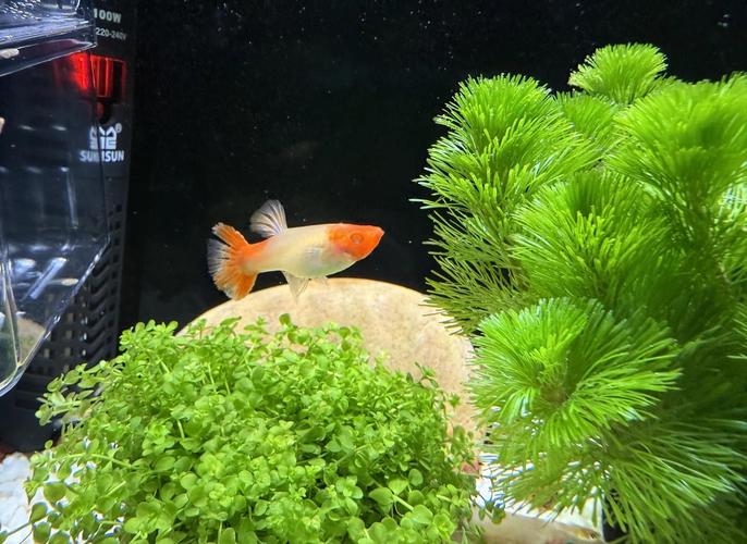 鱼缸养鱼尾巴长白点（稳温药浴，日常防控要点）