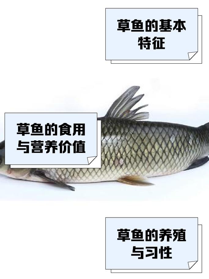 一亩能出10000斤草鱼吗（养殖现实亩产800–1200斤，突破靠硬件+软件）