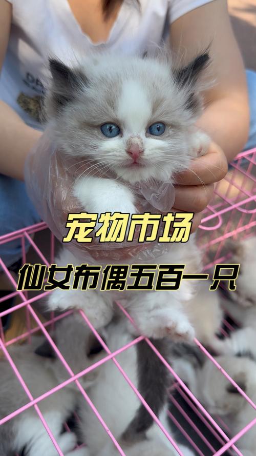 500一只布偶猫贵吗(看血统疫苗记录售后选信誉繁育者) 500一只布偶猫贵吗(看血统疫苗记录售后选信誉繁育者)