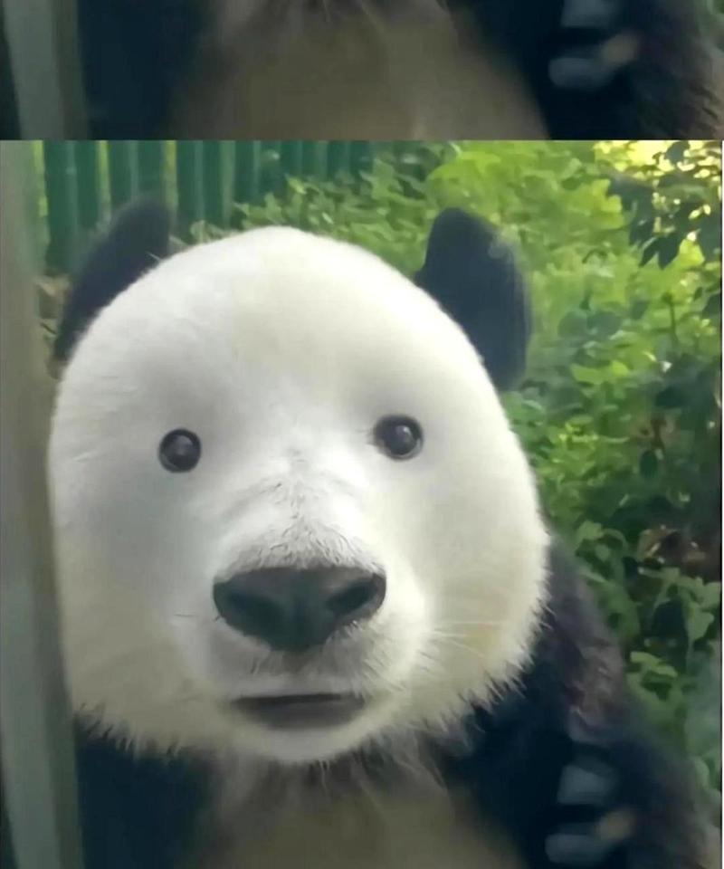 黑眼圈熊猫图（熊猫黑眼圈的功能与保护意义）