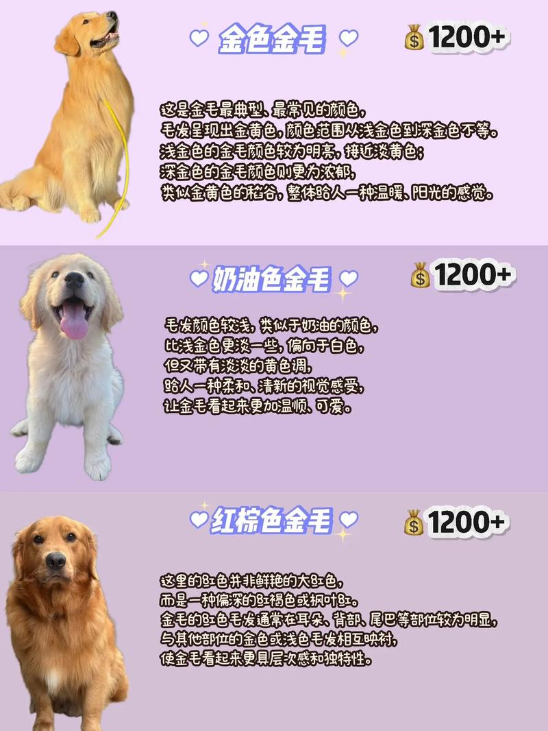 金毛犬1-12个月变化图（金毛0到12月成长三阶段与养护要点）