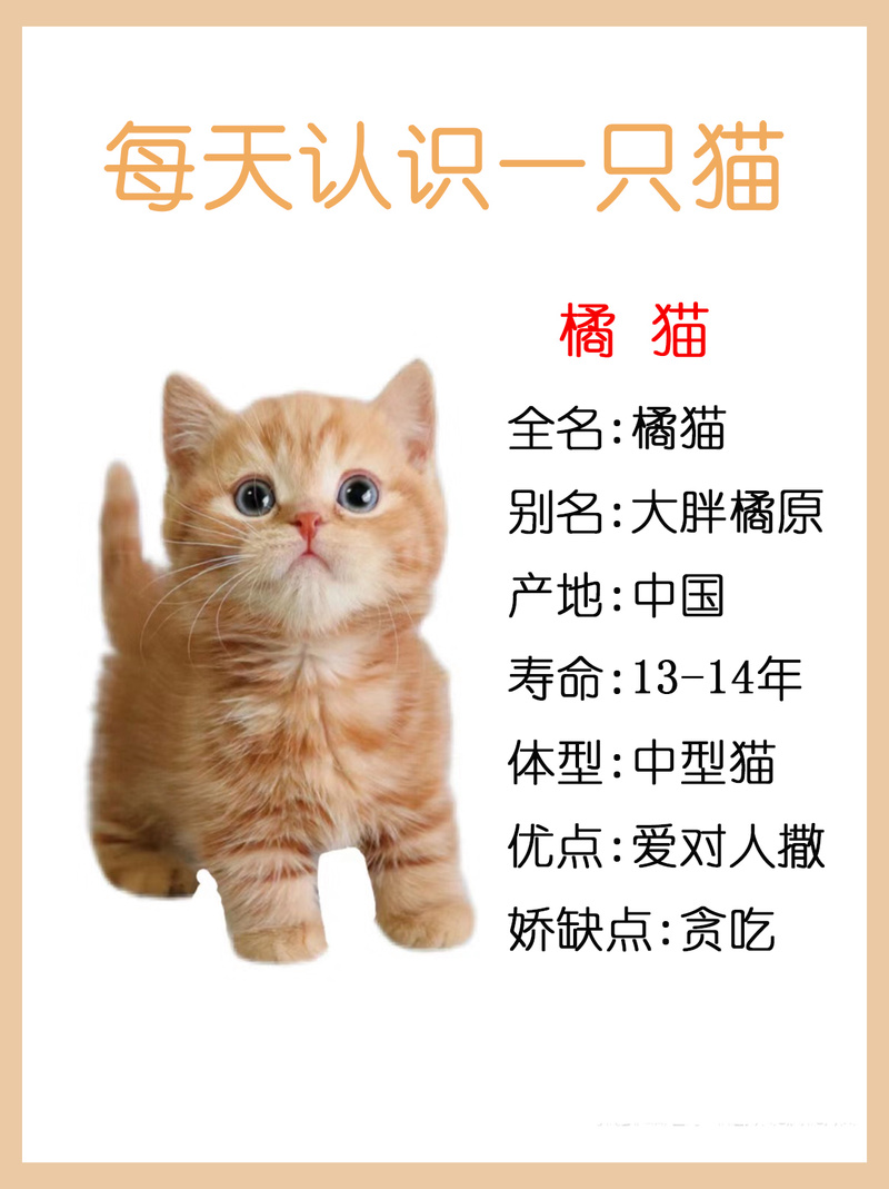 大橘是中国本土猫吗(看繁育史与地域)