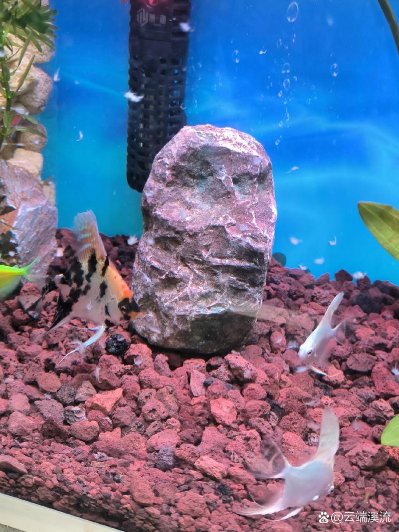 鱼缸放了火山石很脏(鱼缸火山石浑浊原因及清洗放量与过滤要点) 鱼缸放了火山石很脏(鱼缸火山石浑浊原因及清洗放量与过滤要点)