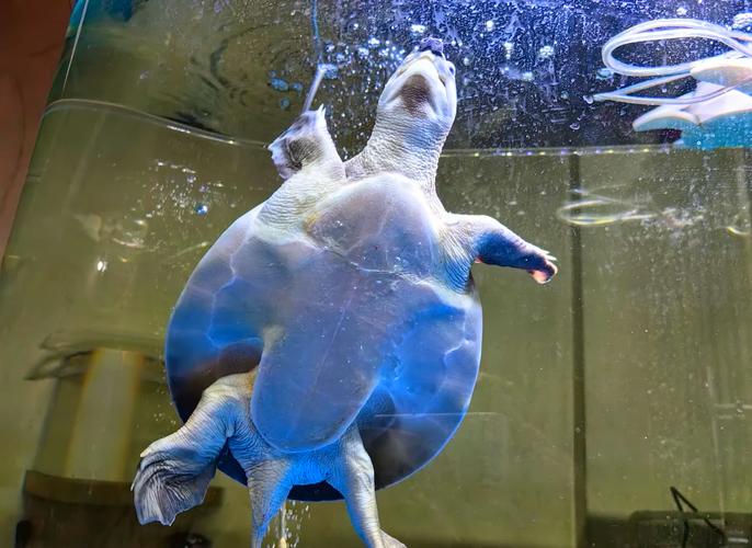 猪鼻龟和甲鱼的区别（猪鼻龟其实是龟而非鳖，正确分类与科学养护）