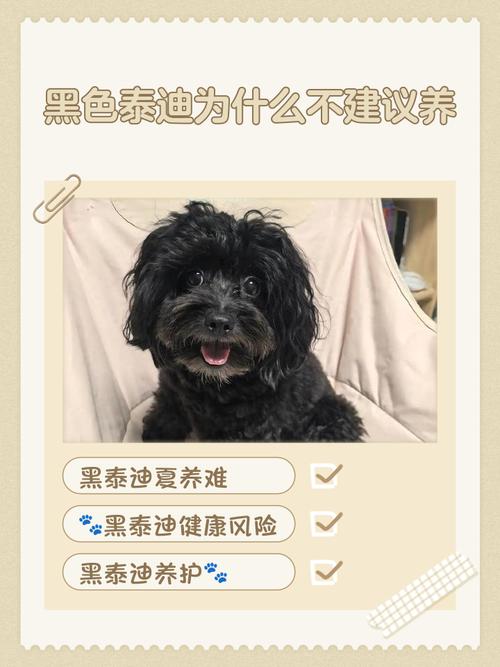 泰迪犬为什么不建议养（养泰迪前自评看能否长期陪伴并承担梳毛与运动成本）