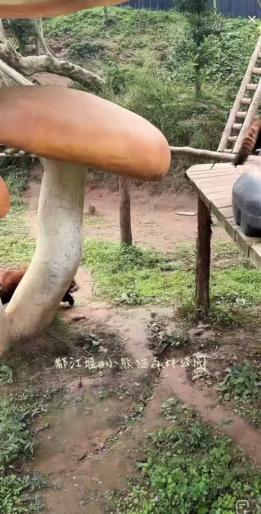 黑尾小熊猫：栖于高山竹林，需保护的独立鼬科动物