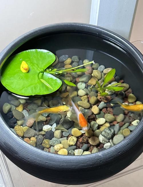 20厘米深的缸适合养什么鱼(小型正方缸养鱼慢养控水观景成为自省的自然镜子)