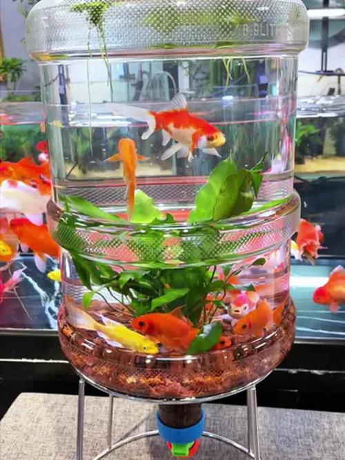 饮用水桶养鱼（废弃桶改桌面生态鱼缸，耐心重用指南）