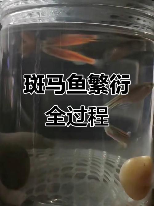 斑马鱼多久繁殖一次（温度光照水质饵料要点）