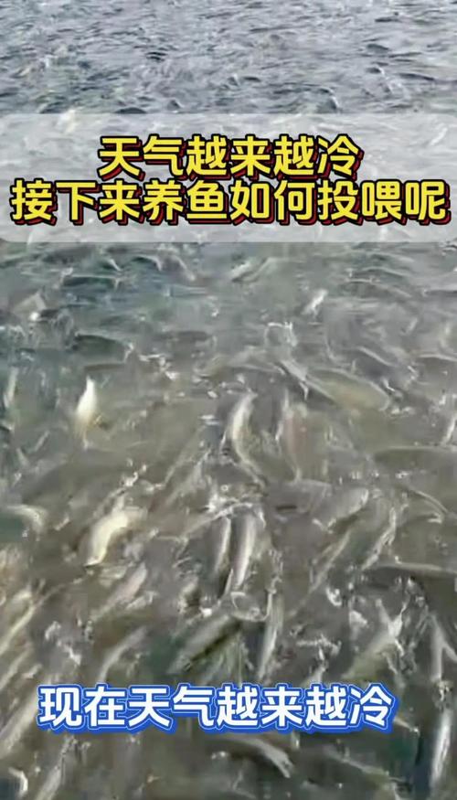 鱼塘的鱼冬天还喂饲料吗（冬季塘口喂养要点靠温度水质氧气三要素）