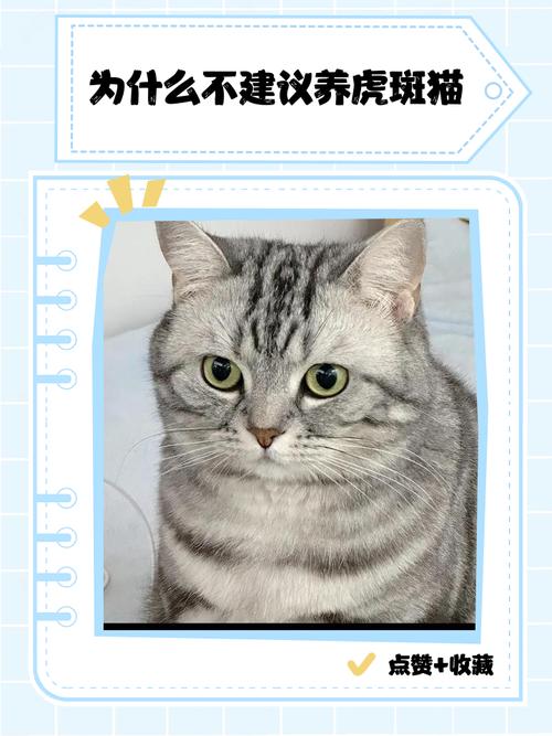 虎斑猫千万不能养图片(虎斑猫遗传风险高,护理难度大,需长期陪伴与健康监护) 虎斑猫千万不能养图片(虎斑猫遗传风险高,护理难度大,需长期陪伴与健康监护)