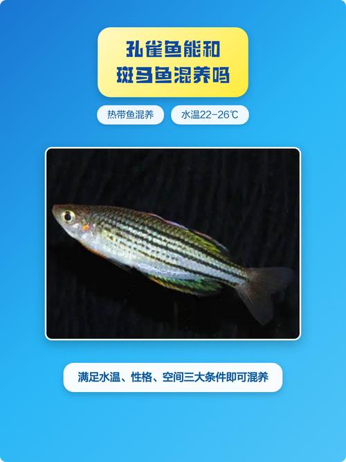 斑马鱼好养还是孔雀鱼好养（新手选购与养护要点）