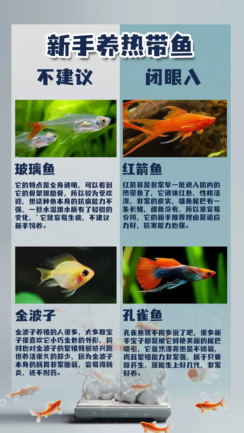 大鱼和小鱼能一起养吗（水族箱大鱼压制小鱼？分区喂养与多点投喂缓解抢食）