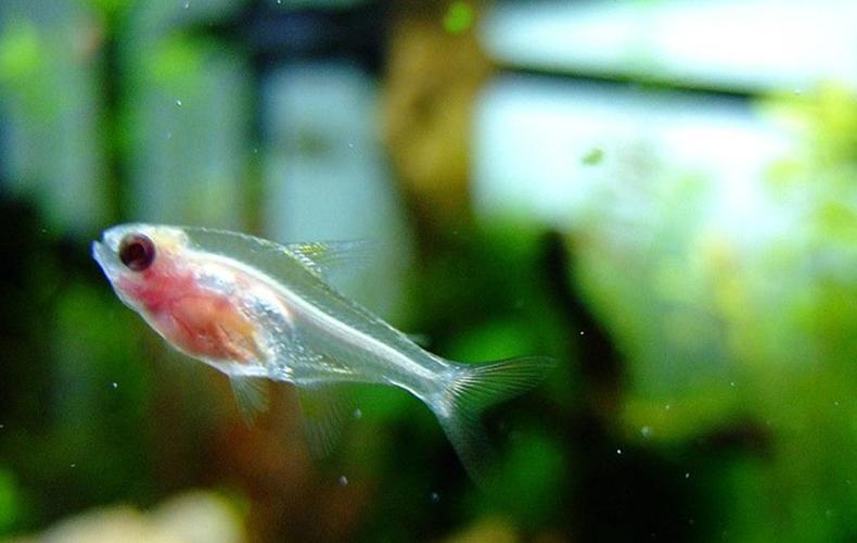 红肚玻璃灯鱼是胎生吗(卵生软水22–24℃)